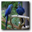 Don't be such a fuzzy bird! Blue is in I tell you!  
