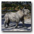 Ikkle cutie hippo