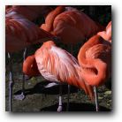 The flamingoes are napping