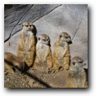 Doing what mongooses do!