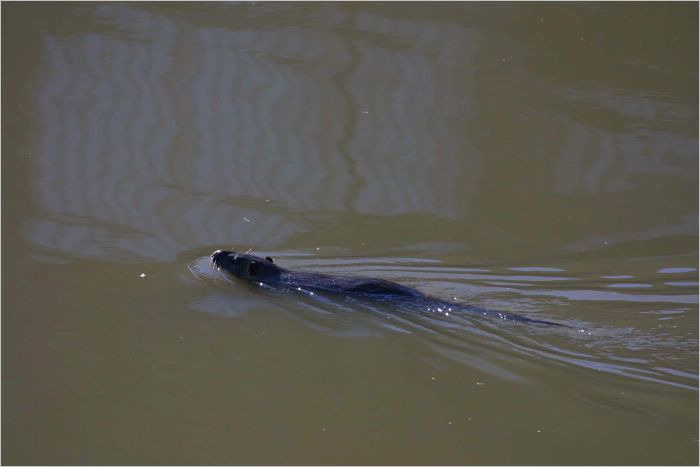 We have a family of otters in the creek