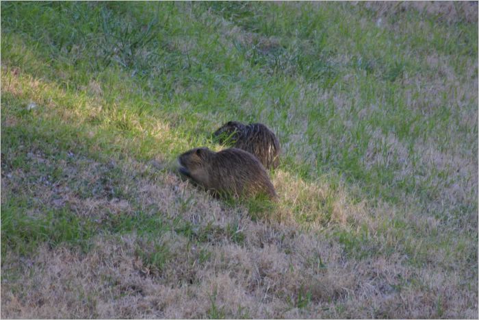 Mamma and Pappa Otter wander up the embankment near our house