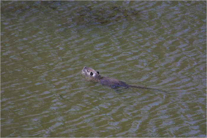 Just swimming by