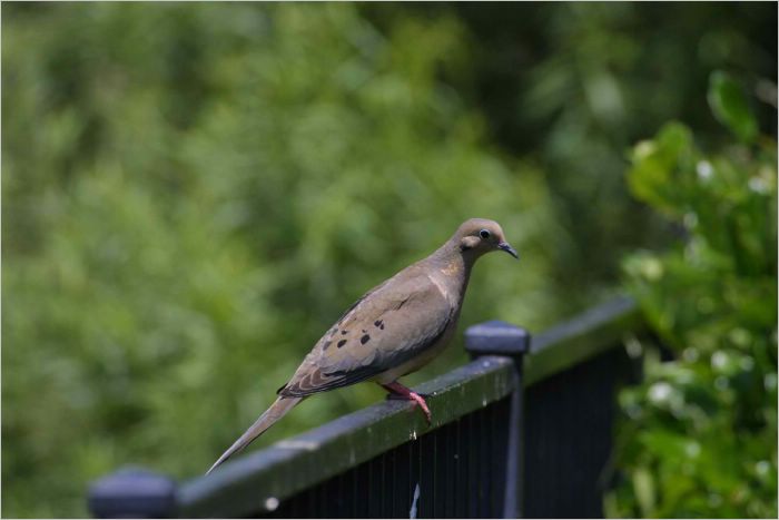 Dove waiting for bird seed on our decking