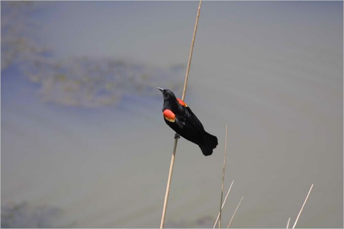 Native blackbird to Texas