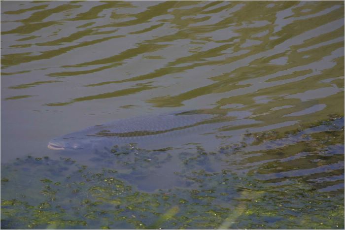 Widemouth bass feeding on algae. They can grow to 5 feet!