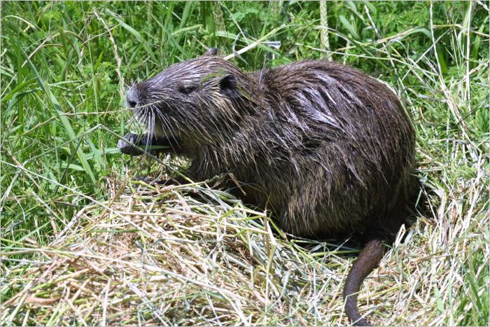 Mamma otter just below our decking. We had to be very very quiet to take this photograph