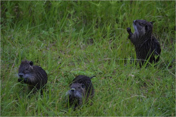 Baby otters sneaking up the embankment to our house. They run very fast when frightened so we had to be quite still!