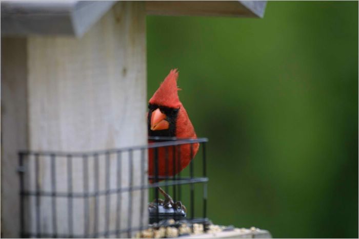 The cardinel. Native bird to Texas and extremely shy