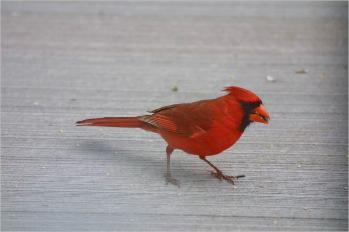 The vivid red Cardinal is the male. The female is brown and very ordinary! 