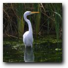 What a beak!