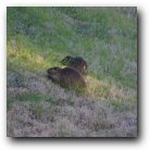 Mamma and Pappa Otter wander up the embankment near our house