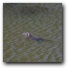 Just swimming by