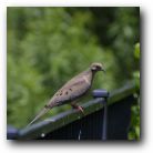 Dove waiting for bird seed on our decking