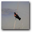 Native blackbird to Texas