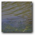 Widemouth bass feeding on algae. They can grow to 5 feet!