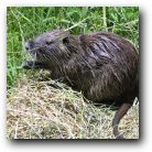 Mamma otter just below our decking. We had to be very very quiet to take this photograph