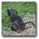 Baby otters just below our decking