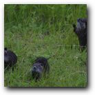 Baby otters sneaking up the embankment to our house. They run very fast when frightened so we had to be quite still!