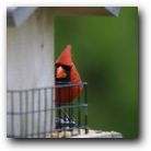 The cardinel. Native bird to Texas and extremely shy