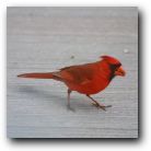 The vivid red Cardinal is the male. The female is brown and very ordinary! 